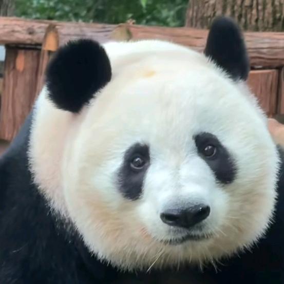 🌈小奶包爱喝奶茶