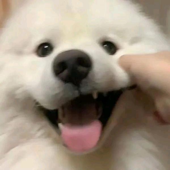 知还