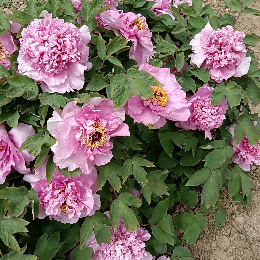 来一勺辣椒酱？