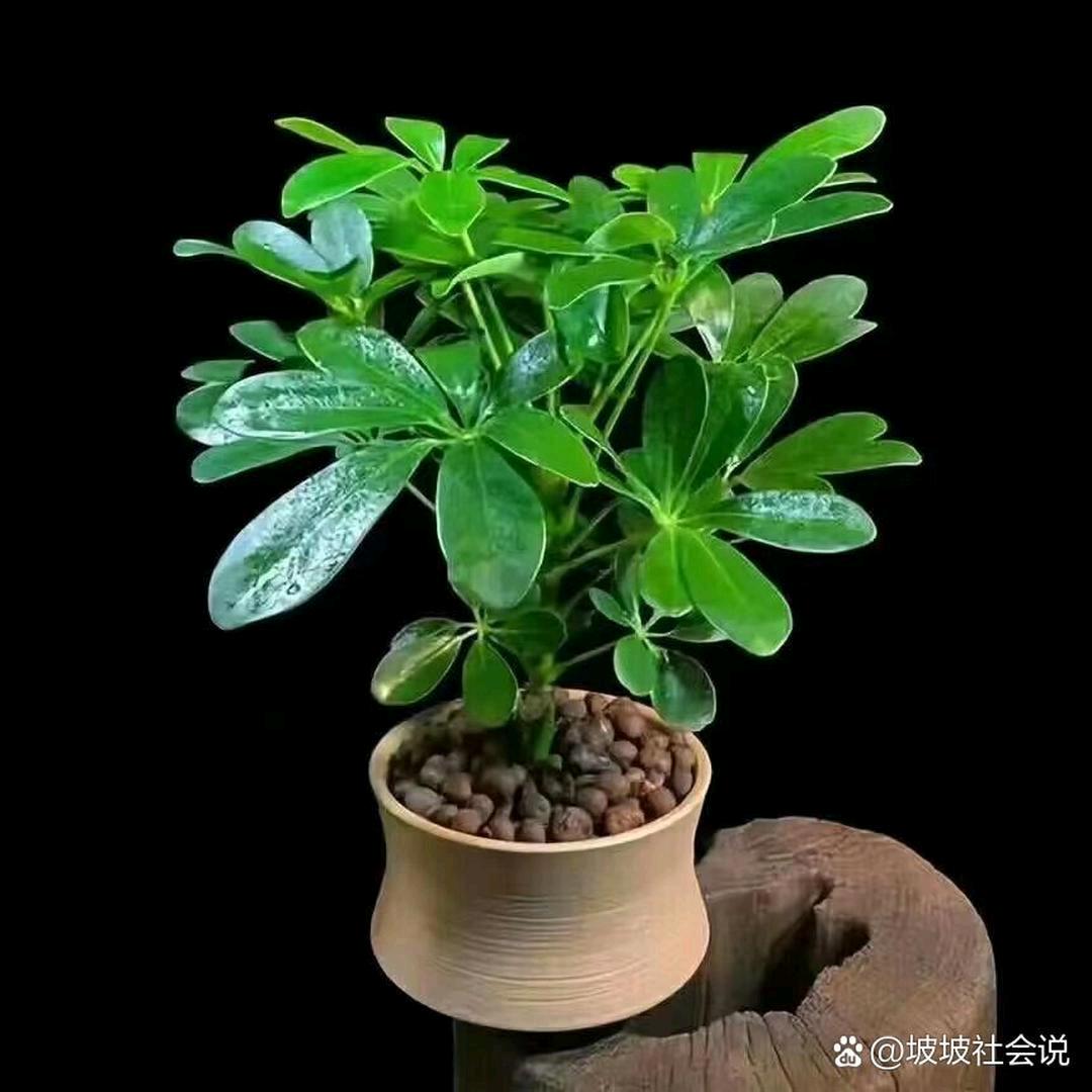富得直刘油