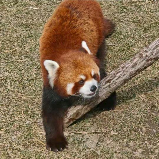 秋