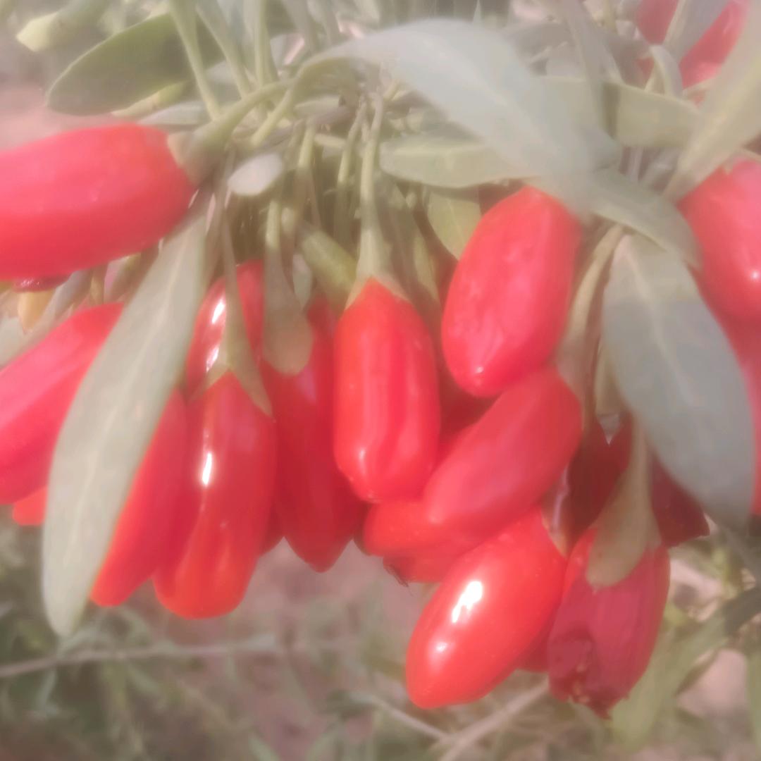 长期招工，小刘