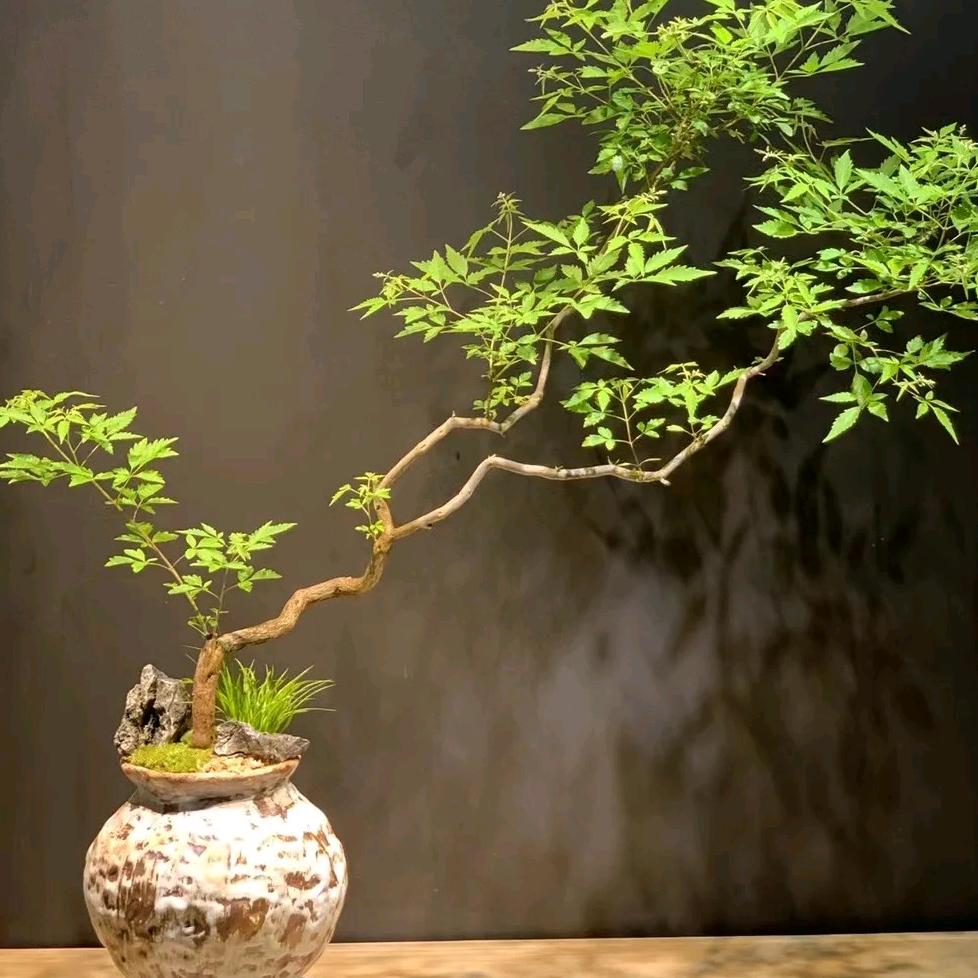 小蜜蜂荆疙瘩