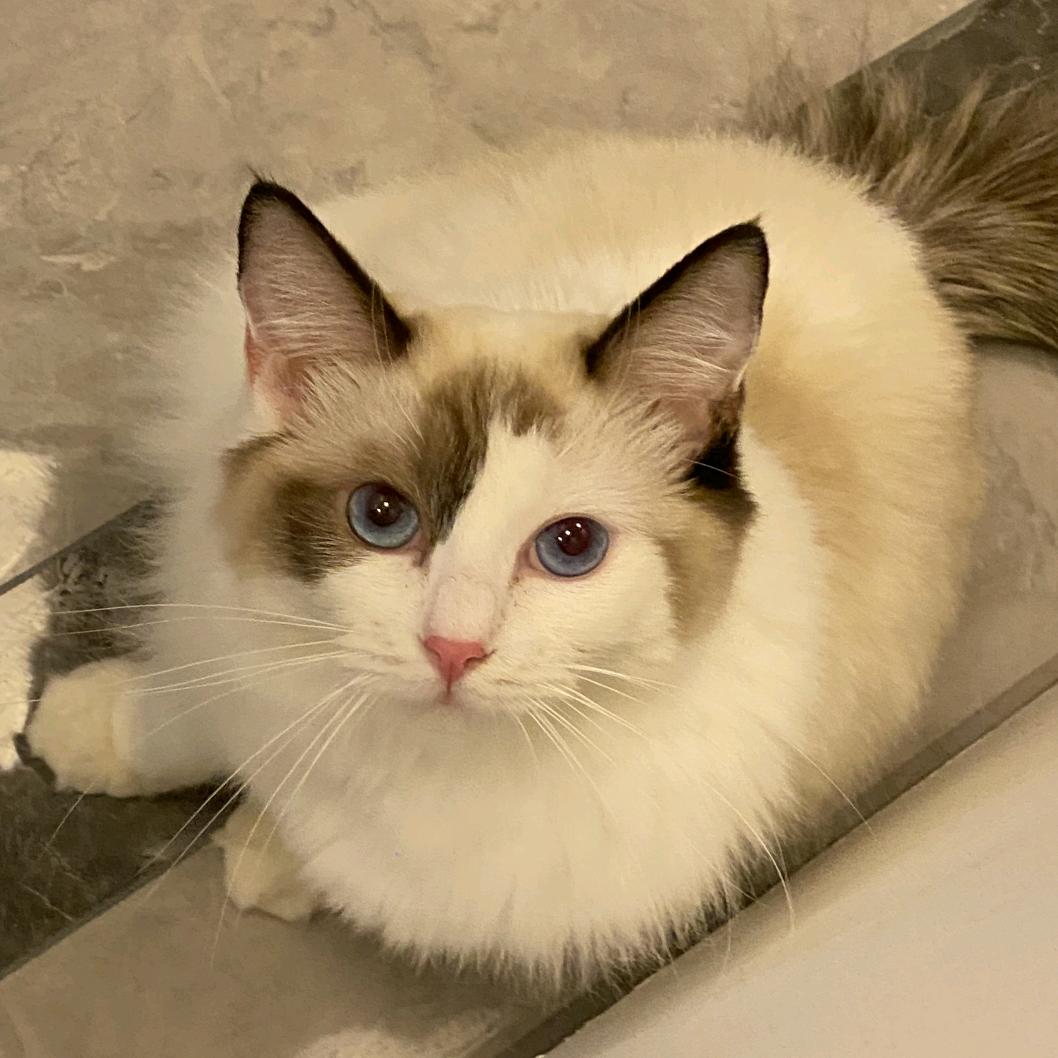 捣蛋喵爱干饭🥣