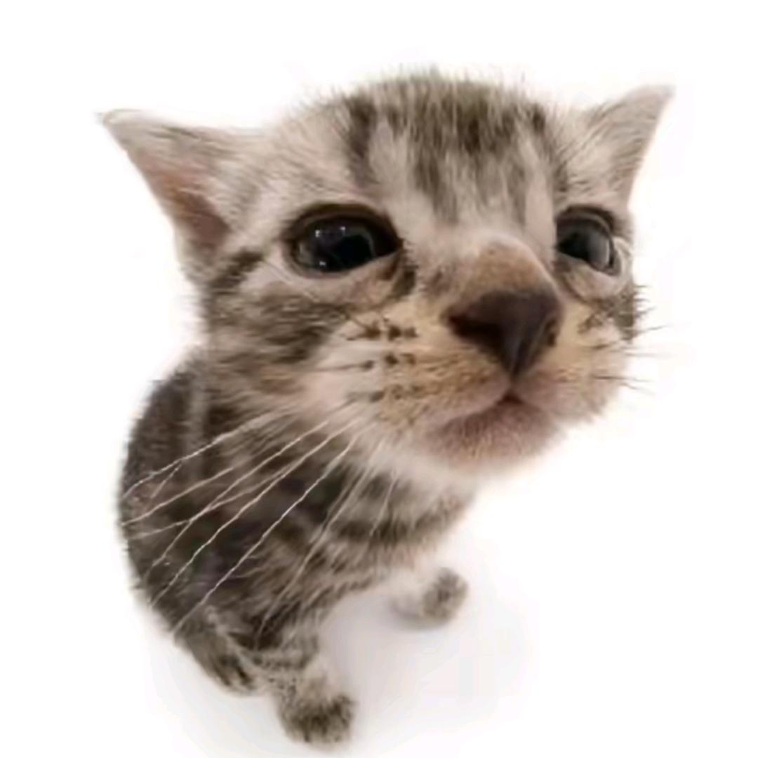 小猫/.