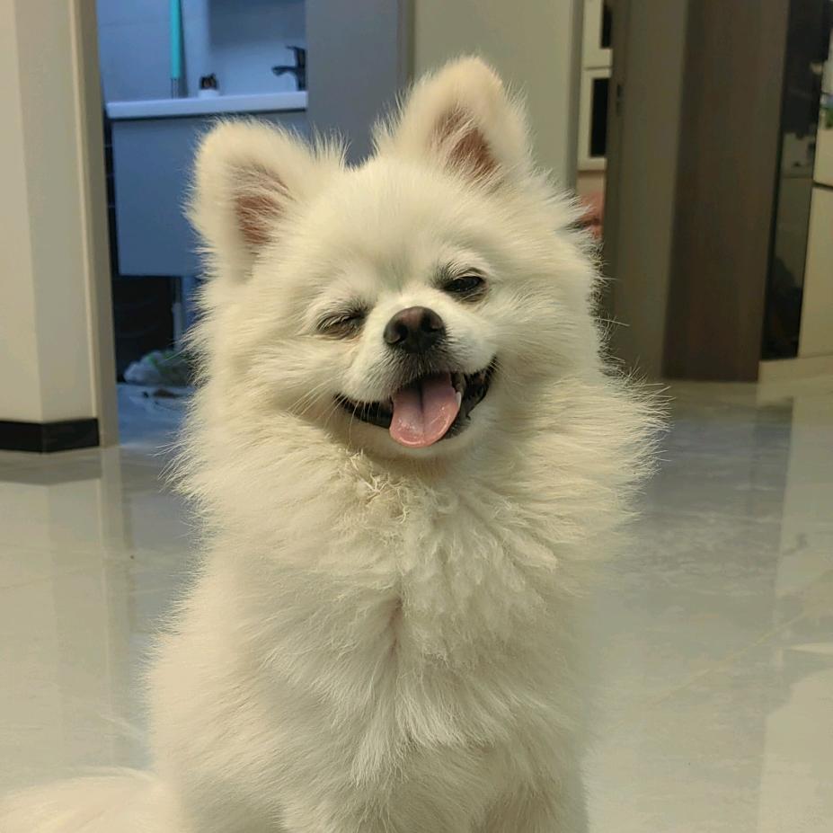 贝贝是只小博美🐕（严选版）