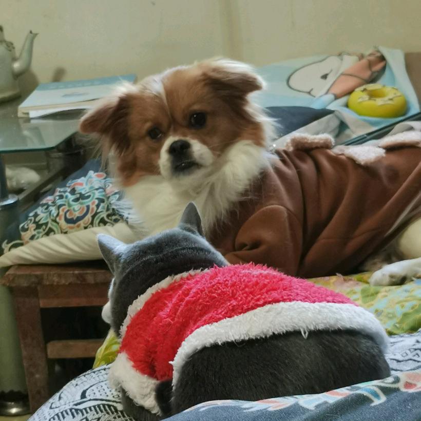 姓胡