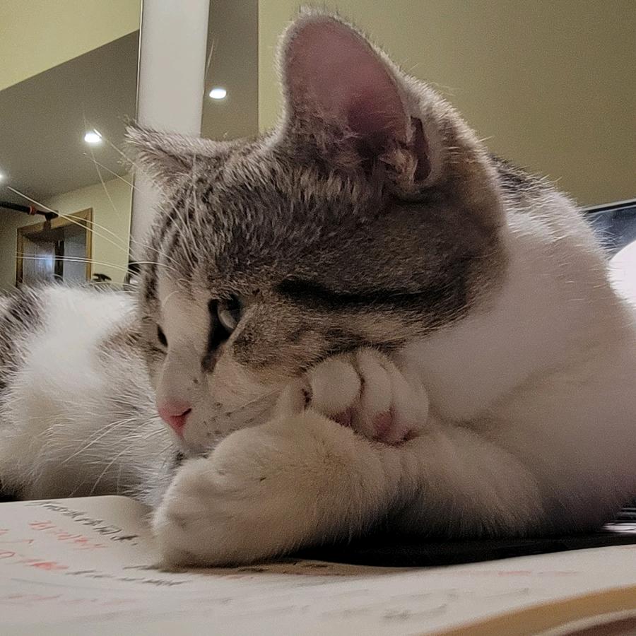 九叔和他的三只猫