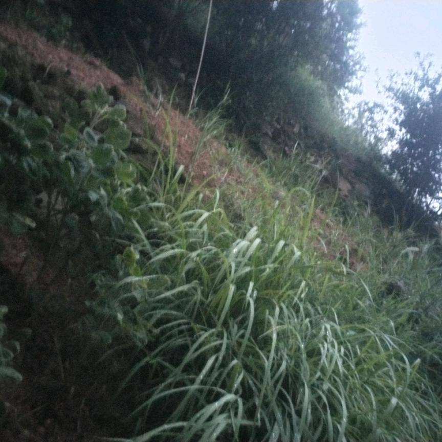 情失缘尽