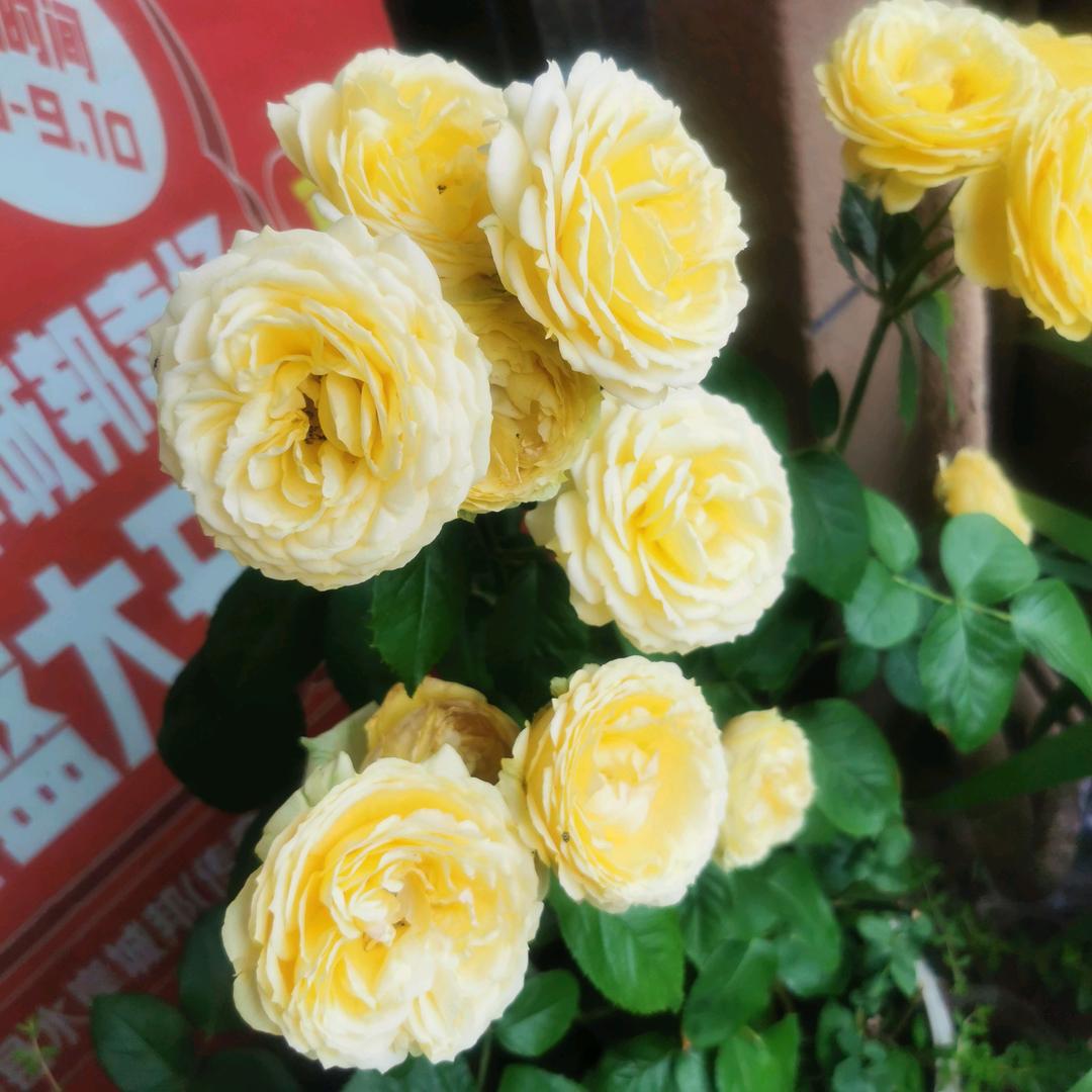 我在下个路口等你回家