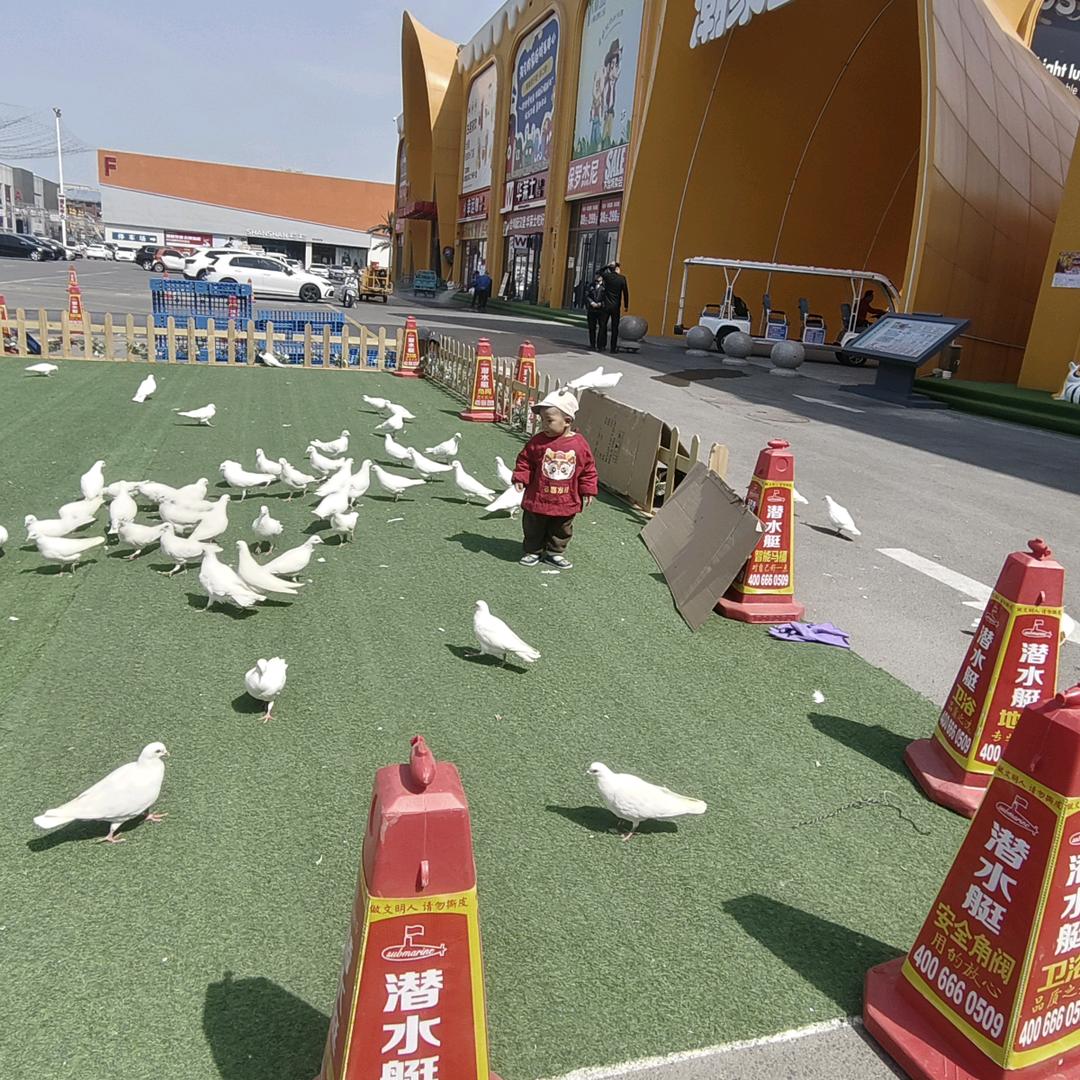 奇