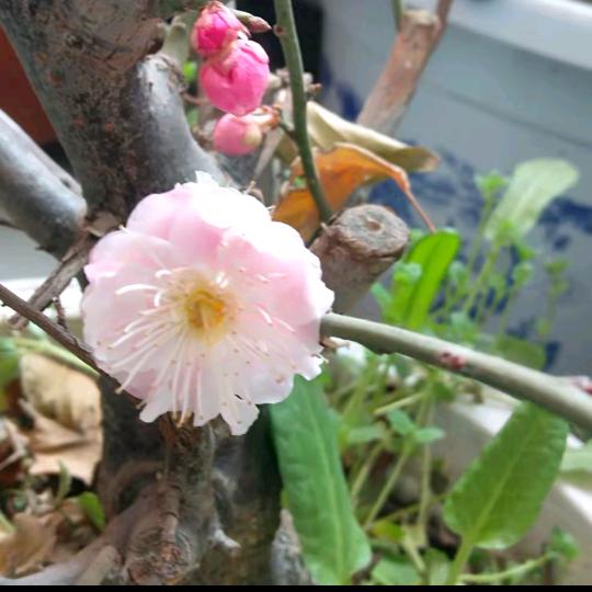 希望明天