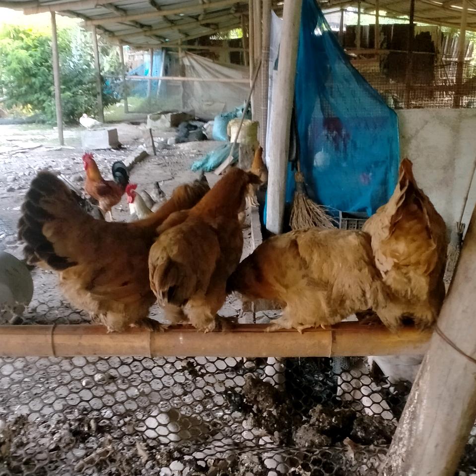 龚妈妈（家禽）