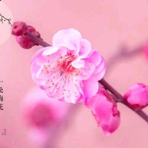 梅花香自苦寒来