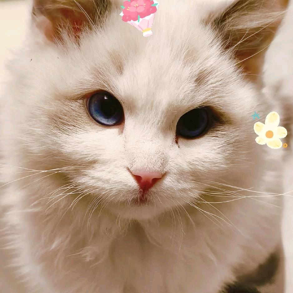 蛋蛋（三角洲行动）