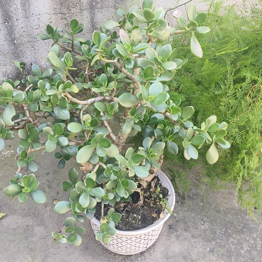 还我未来