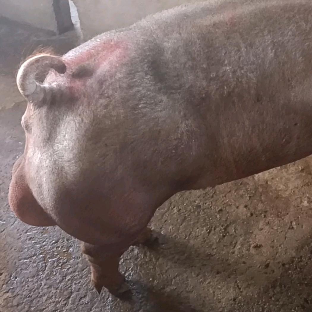 华东种公猪养殖场