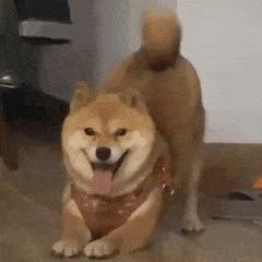 心系吖