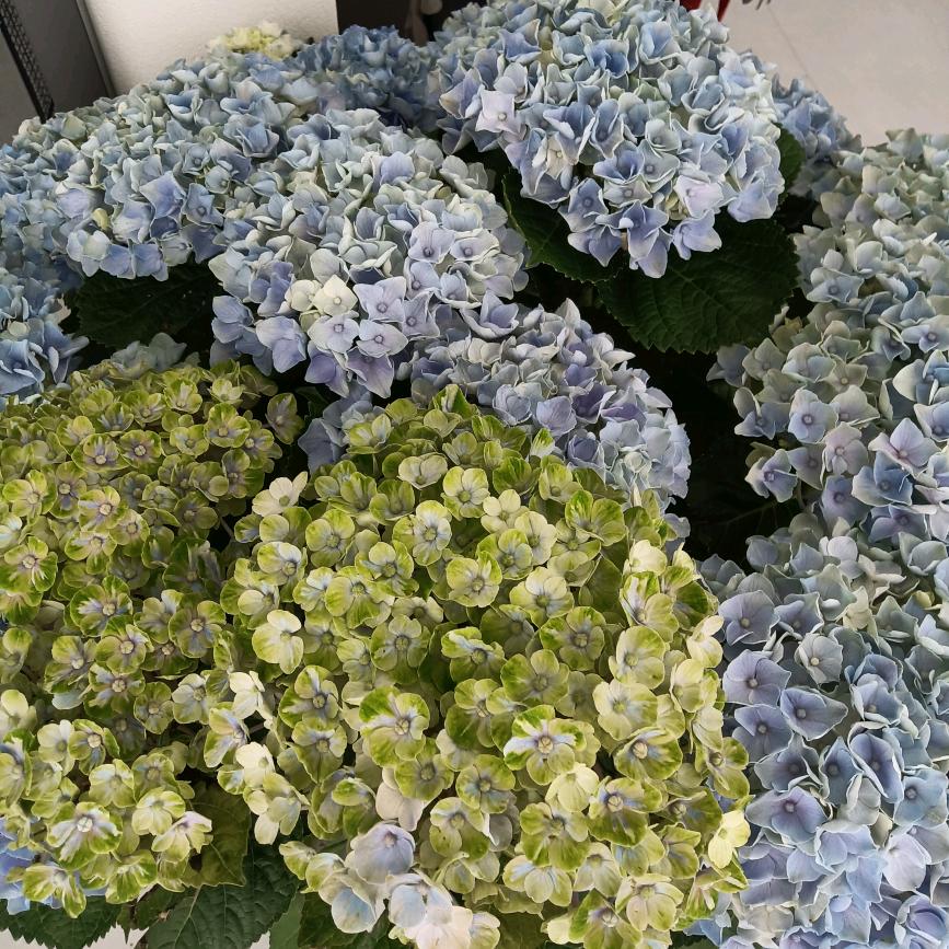 珍珍