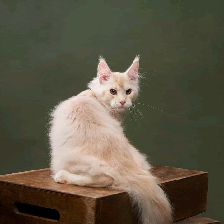 活着的是为什么。