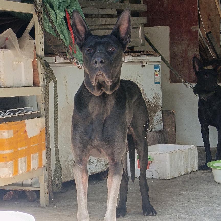 狼犬