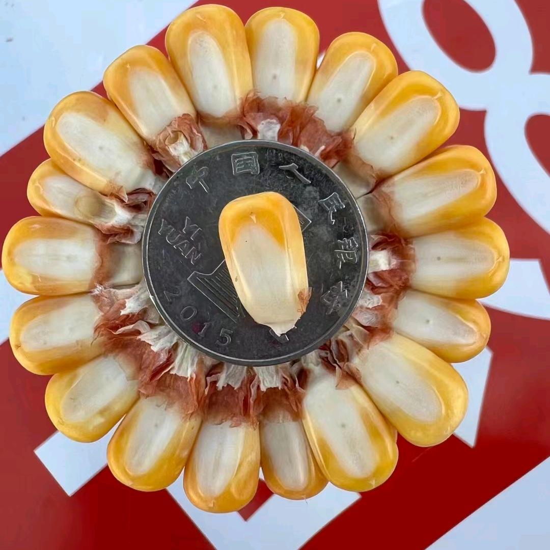 赛德种业李帅坤