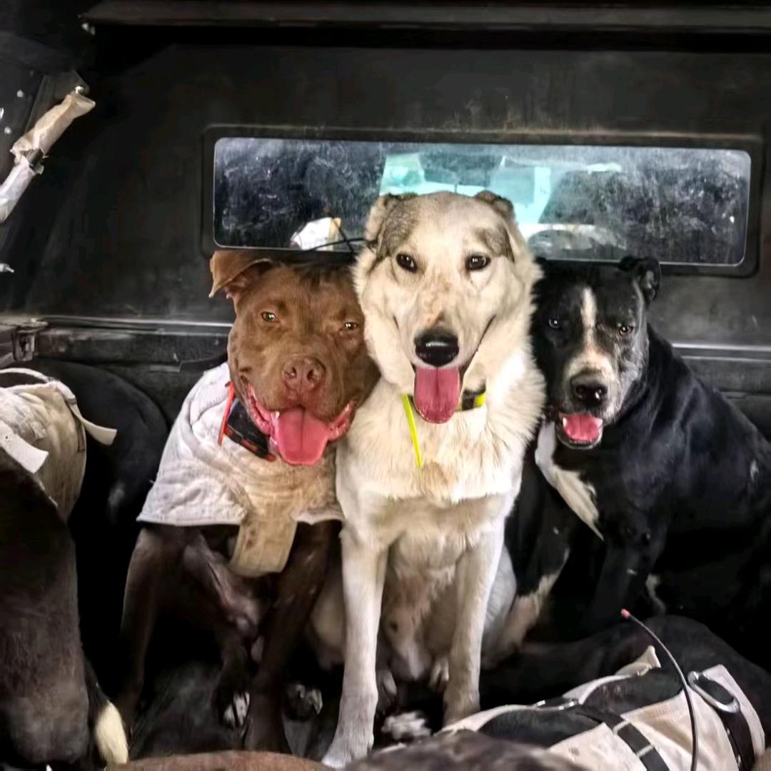 狗狗都平安😘（记录汪汪队美好瞬间）