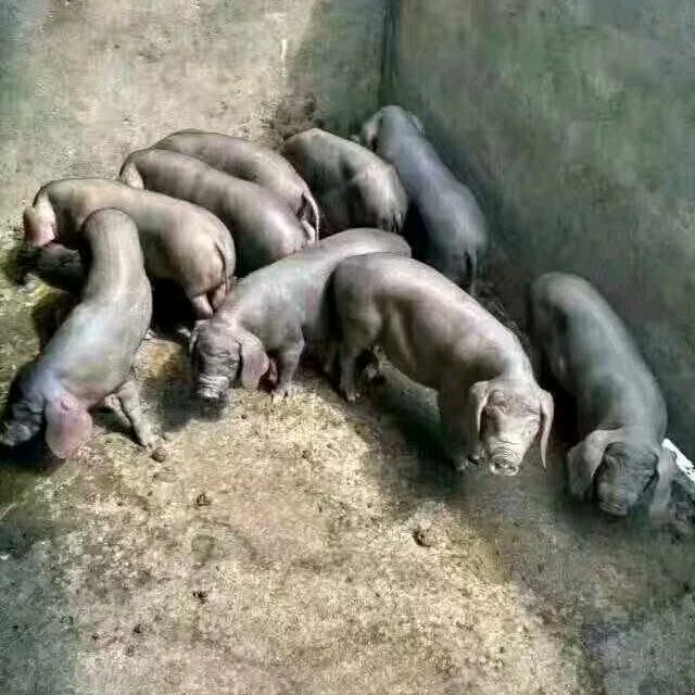 江苏原洋养殖