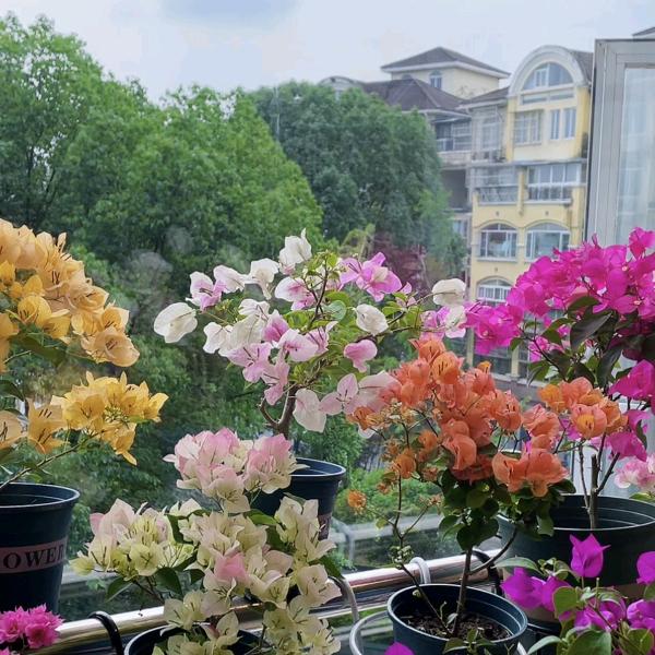 🌸🌸🌸