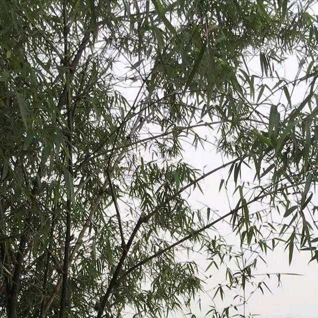 三姐在东非