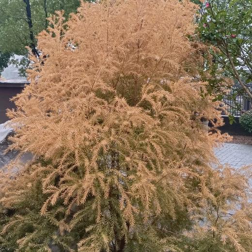 风起叶落