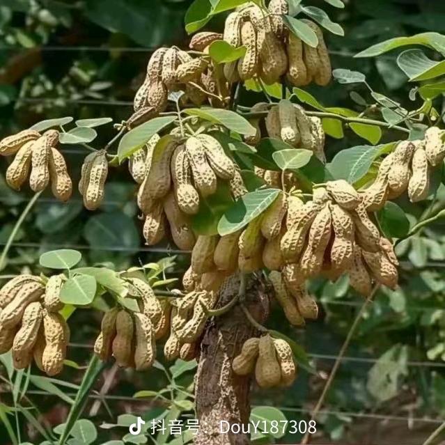 ঞৣ᭄陈蒙້໌ཽ厚爱ꦿꕥ🌴