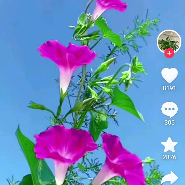 好友α