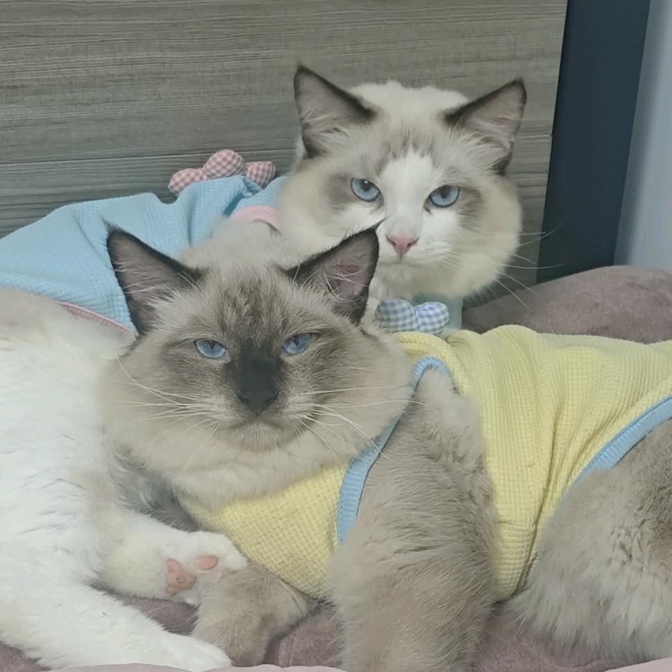 黑白无常🐱