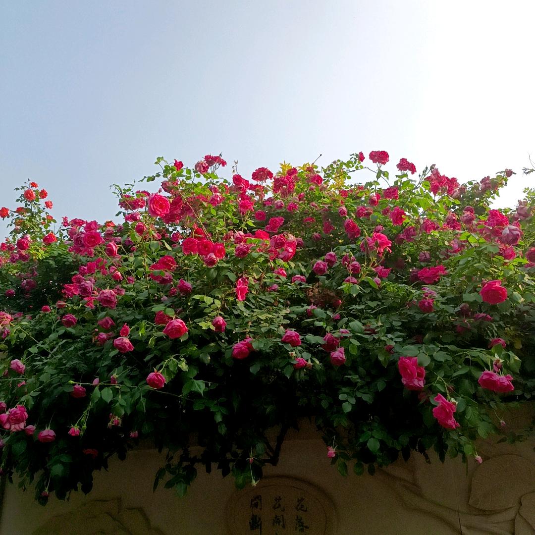 开心快乐❤️🍎🌹🙏🏻