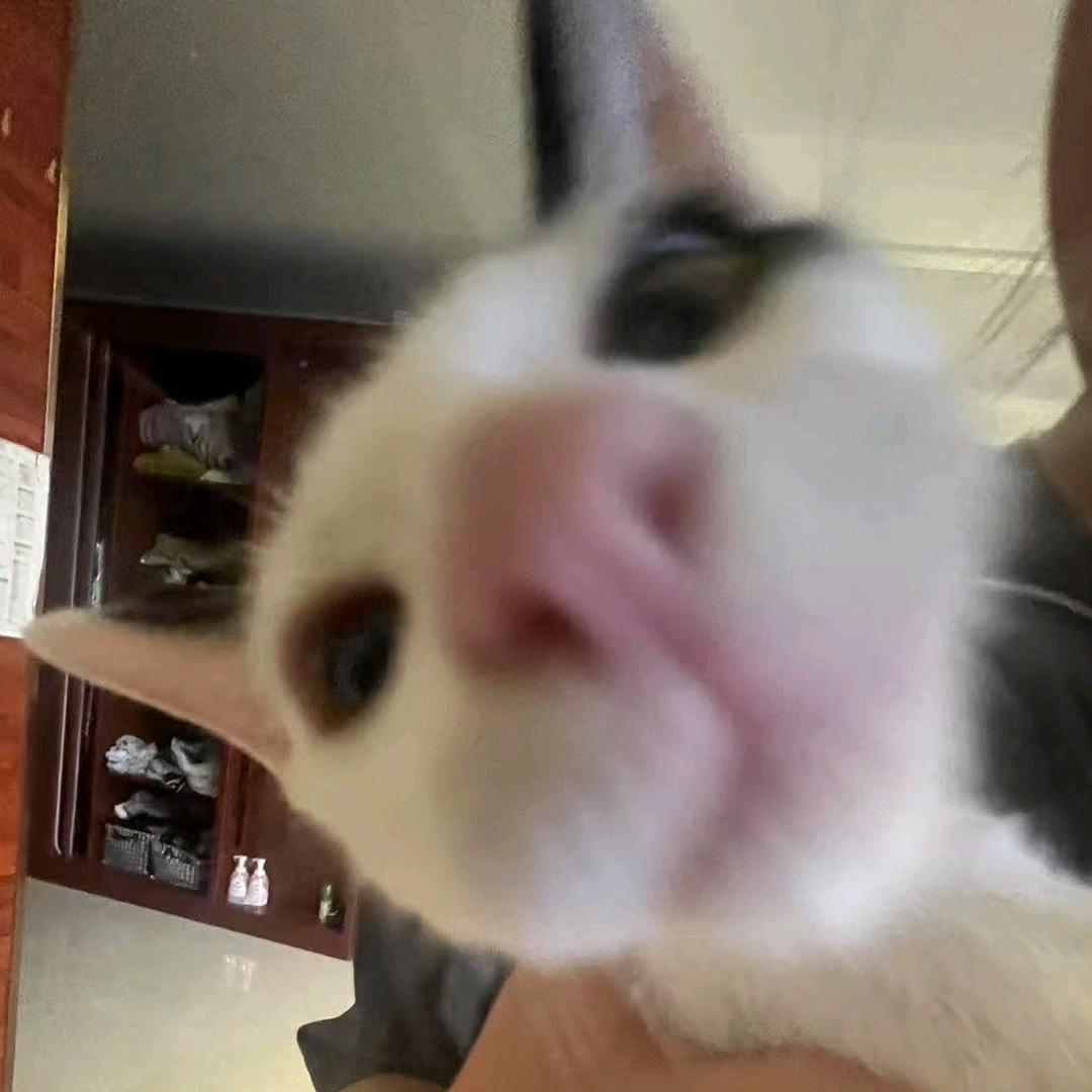 不林不林