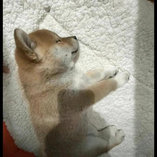 财霸天