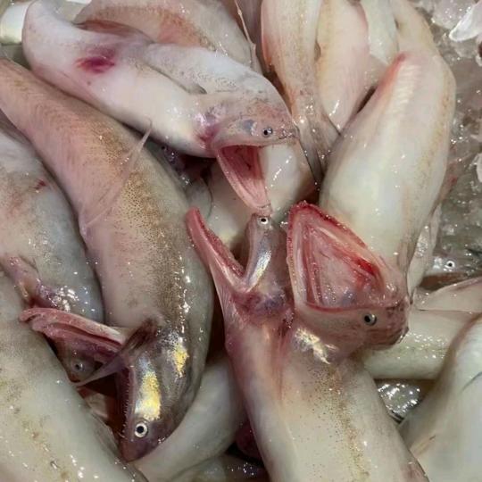 珠海正宗豆腐鱼