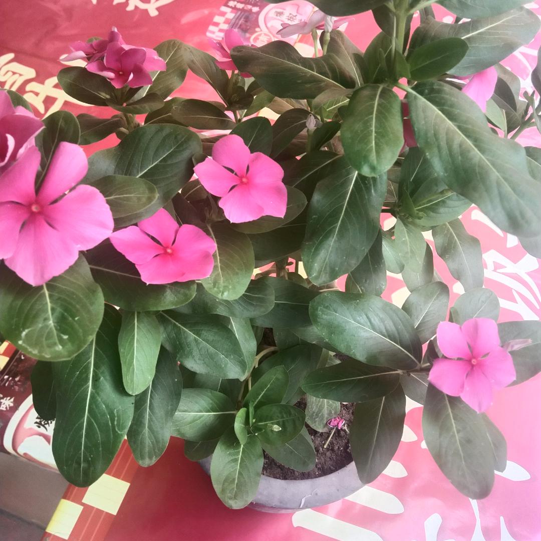 李记羊肉酸汤锟钝店