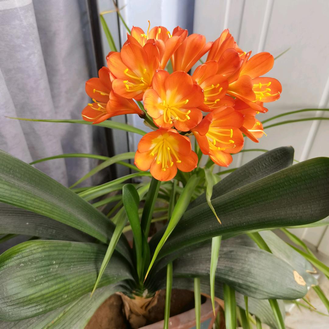 彤晖景松园林直播号