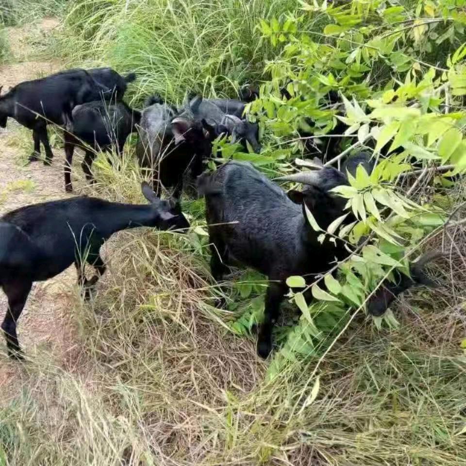 河源市江东新区大窝山种养专业合作社