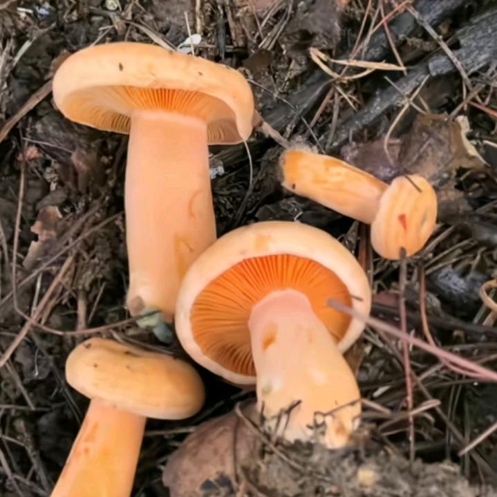 好人一生平安