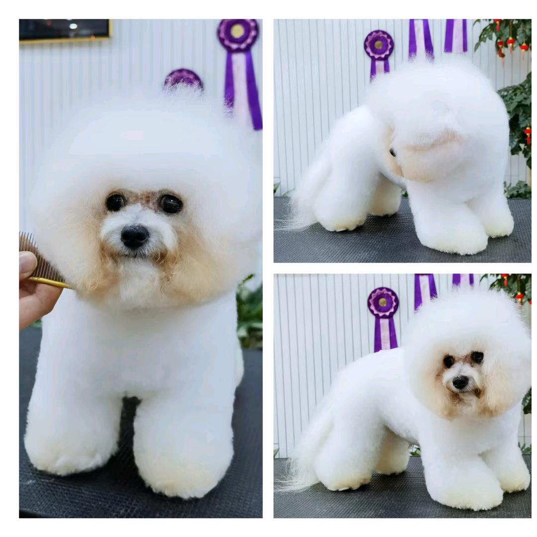 爱吃狗粮的小狗