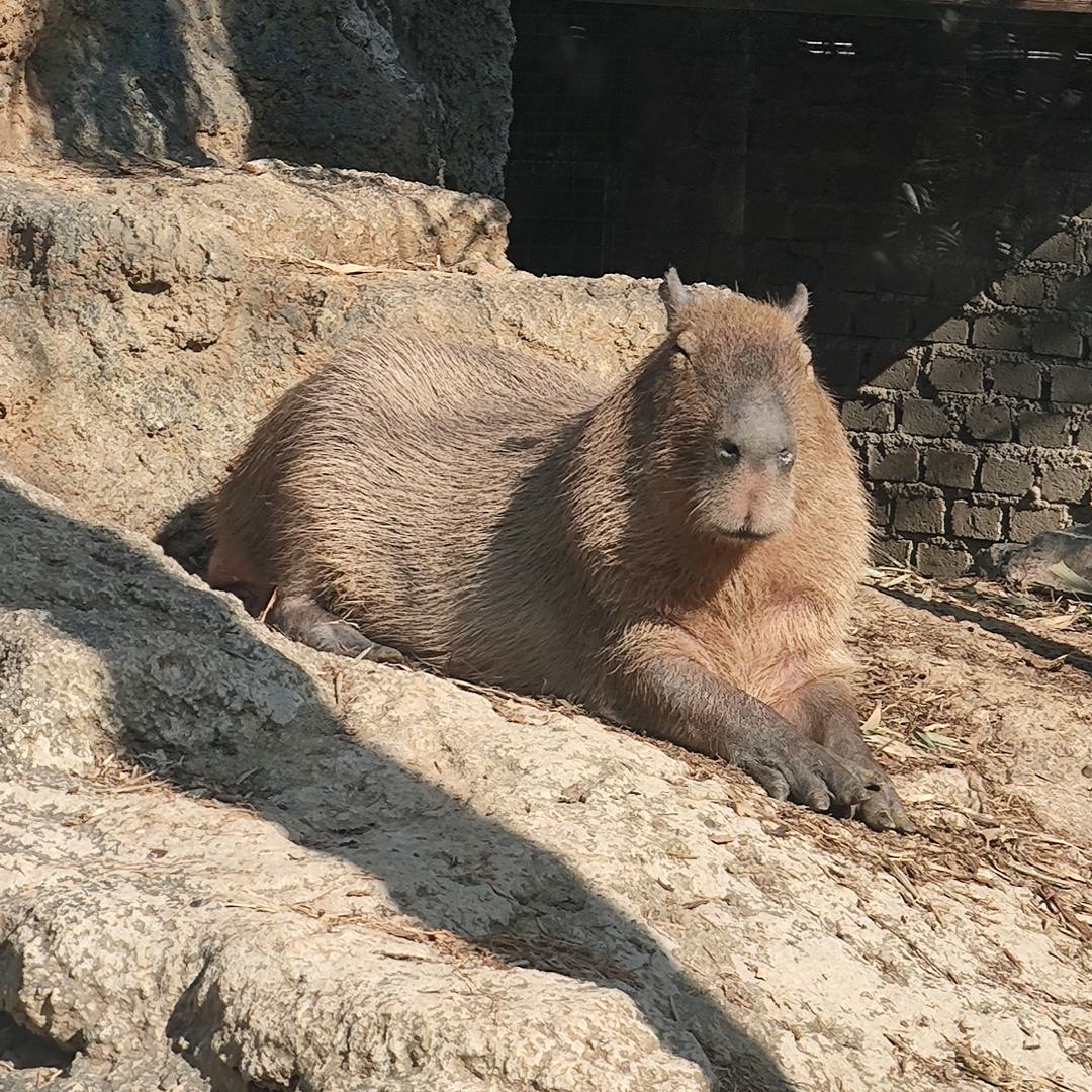 爱吃香菜的胖球
