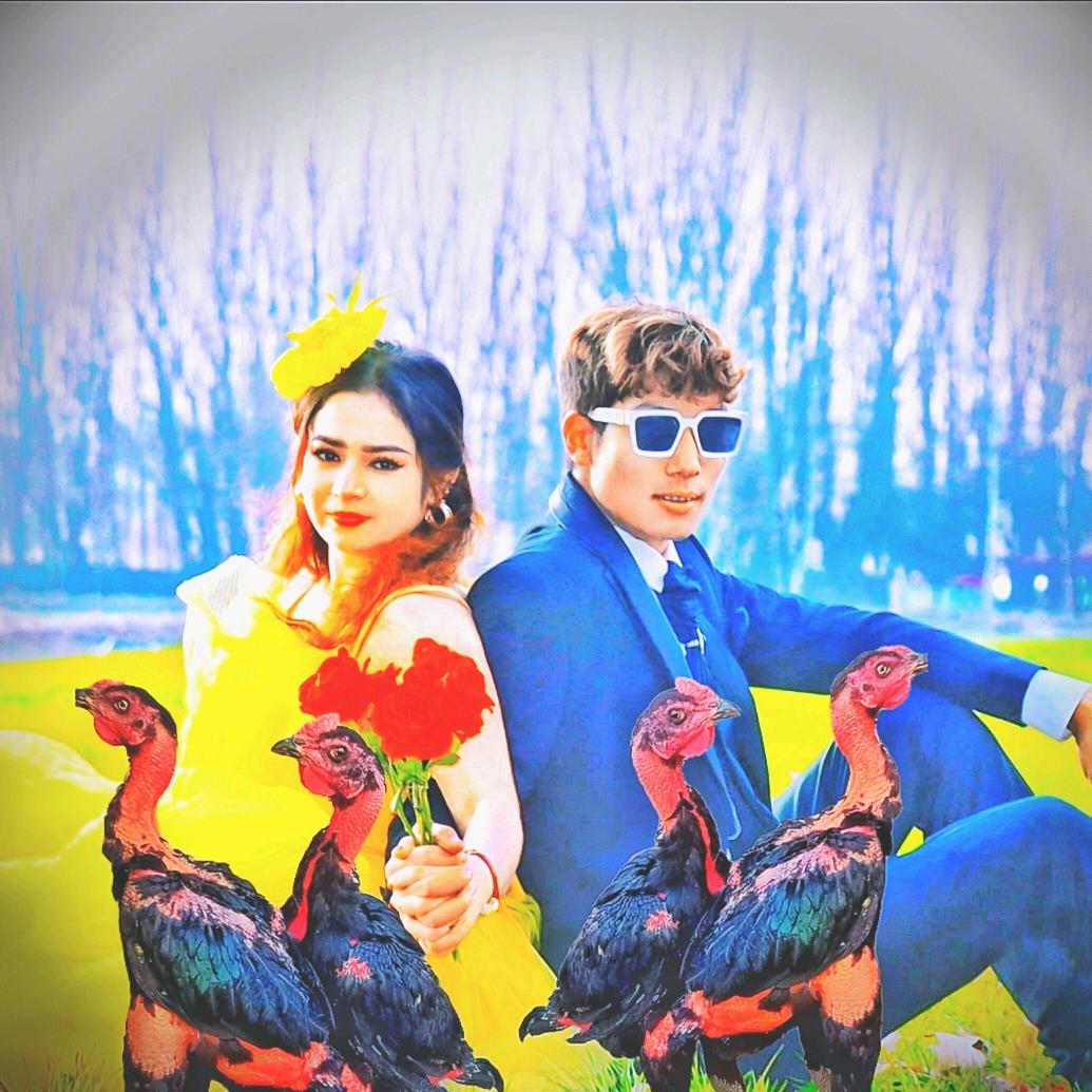 🐔新疆斗鸡