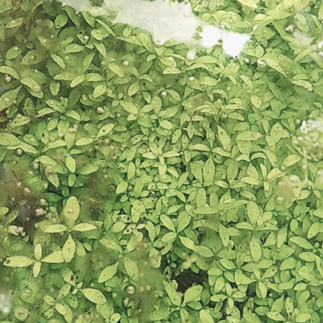 翠鸟