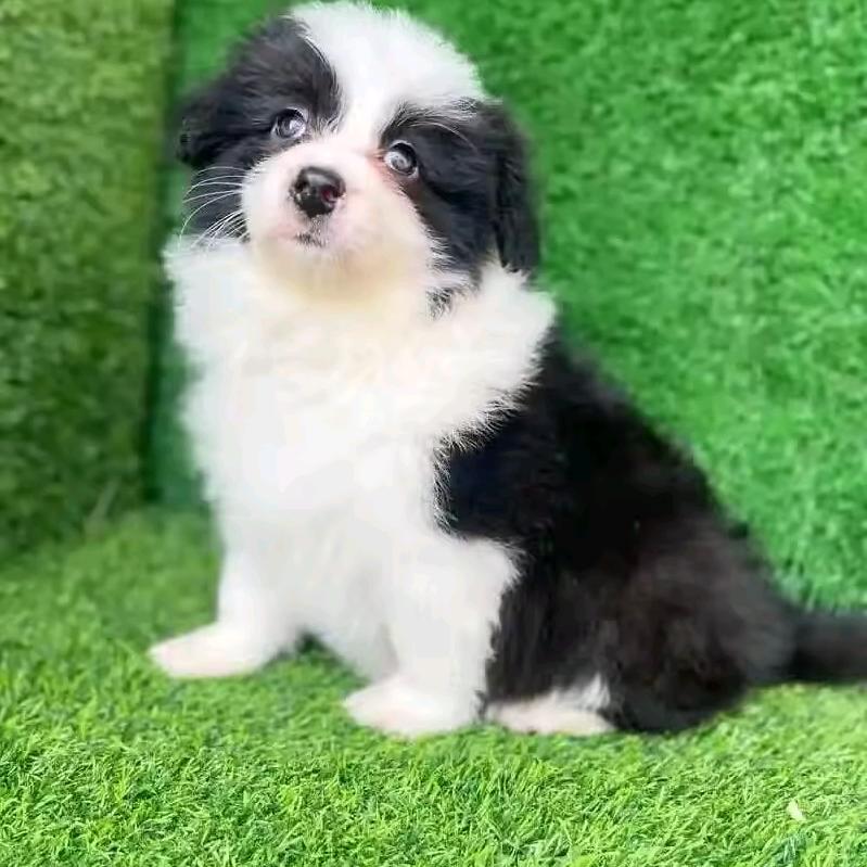 🆒狗蛋鋀酴🐶🥚