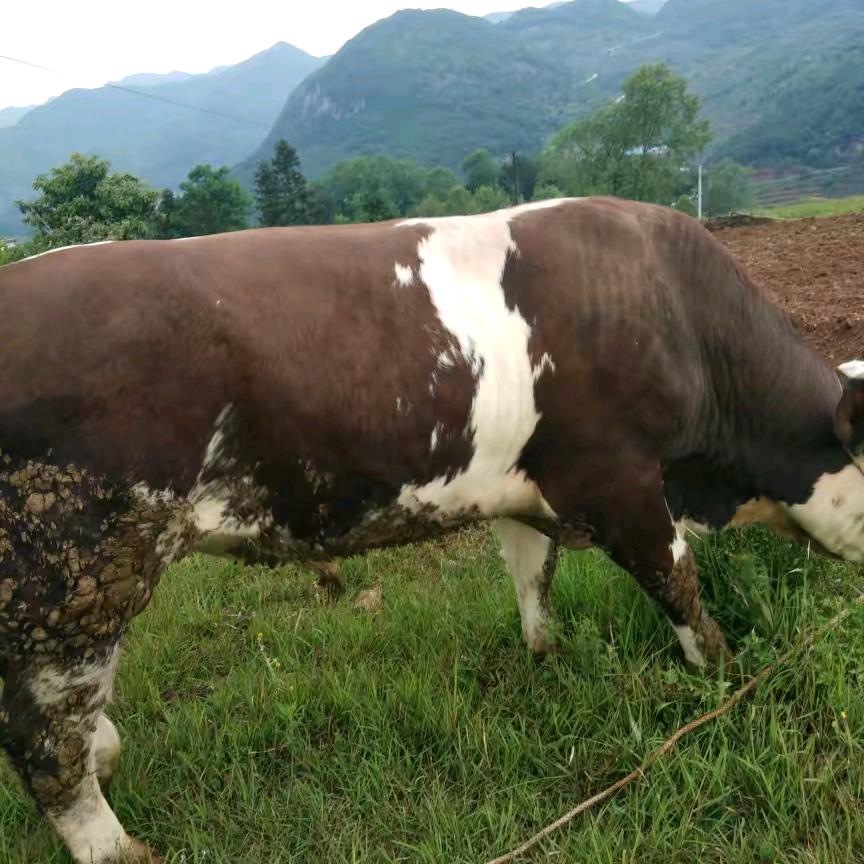 爱姜山更爱美人