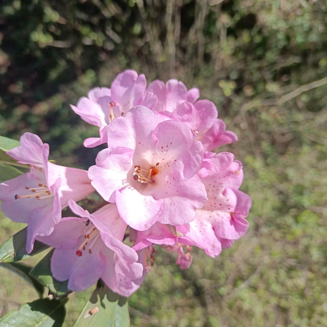 墙微🌸开