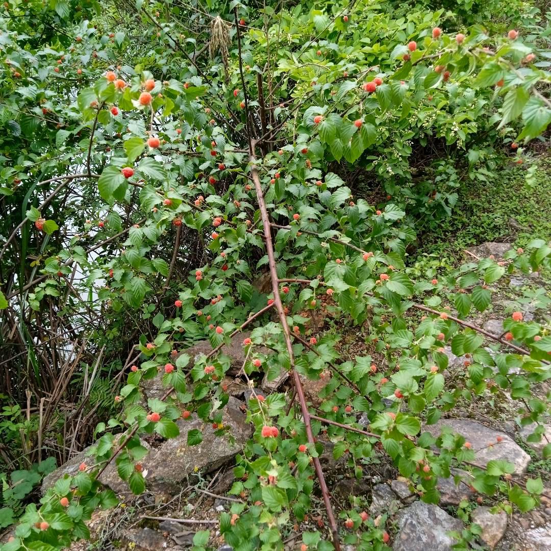 老小(老大不小)